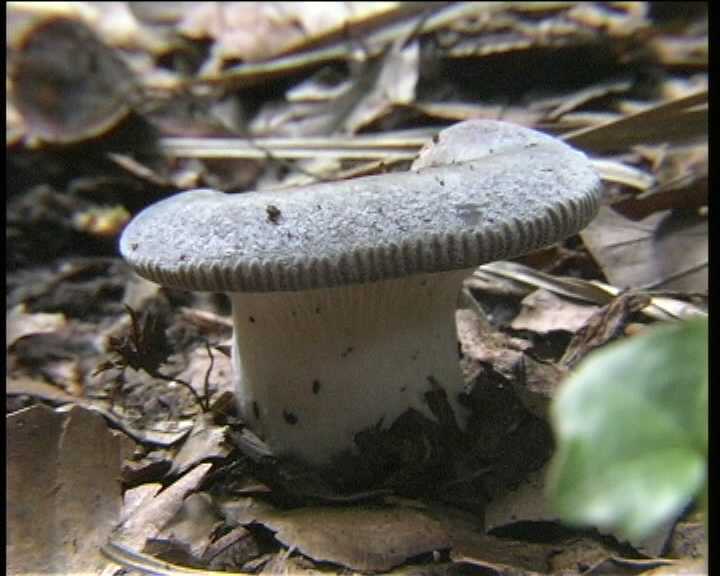 Winkel ( FRA ) 28.08.2004   2 Serie